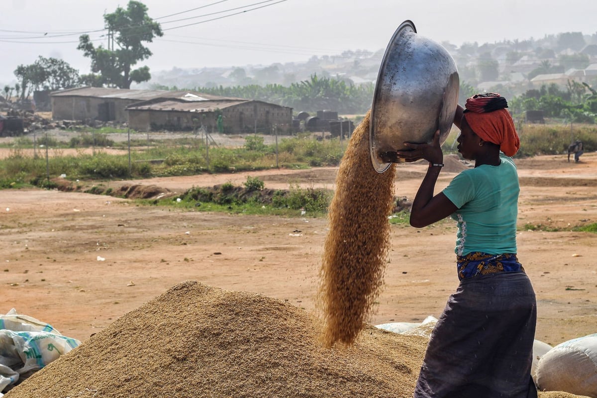 Agricultural professional working with a grain harvest